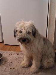 Found/Stray Male Dog last seen Verbenia and Parkside, Mecca, CA 92254