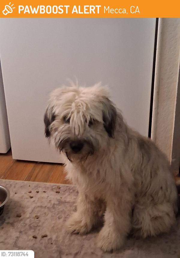 Found/Stray Male Dog last seen Verbenia and Parkside, Mecca, CA 92254