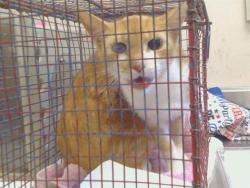 Shelter Stray Female Cat last seen BUENA VISTA/MADISON AVE, 95628, 3839 Bradshaw Rd, Sacramento, CA 95827, USA