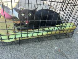 Shelter Stray Unknown Cat last seen MARTIN LUTHER KING BLVD/41ST AVE,95820, 3839 Bradshaw Rd, Sacramento, CA 95827, USA