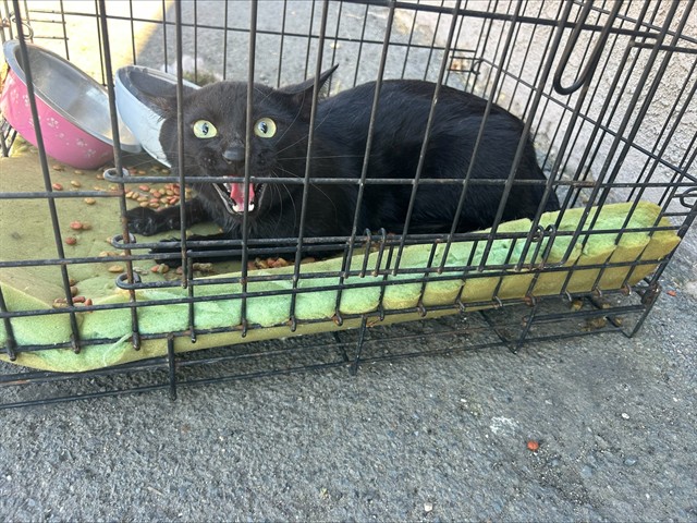 Shelter Stray Unknown Cat last seen MARTIN LUTHER KING BLVD/41ST AVE,95820, 3839 Bradshaw Rd, Sacramento, CA 95827, USA