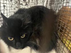 Shelter Stray Male Cat last seen , 957 N Gaffey St, San Pedro, CA 90731, USA