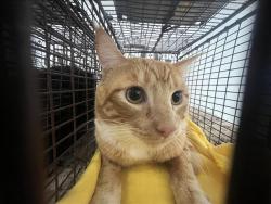 Shelter Stray Male Cat last seen , 957 N Gaffey St, San Pedro, CA 90731, USA