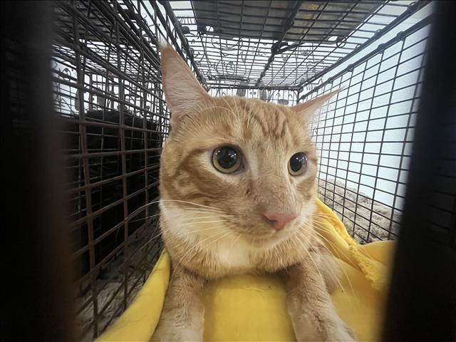 Shelter Stray Male Cat last seen , 957 N Gaffey St, San Pedro, CA 90731, USA