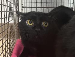 Shelter Stray Male Cat last seen , 957 N Gaffey St, San Pedro, CA 90731, USA