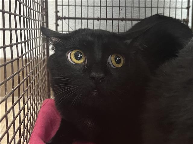 Shelter Stray Male Cat last seen , 957 N Gaffey St, San Pedro, CA 90731, USA