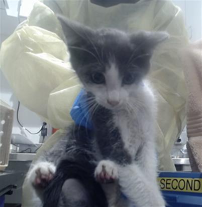 Shelter Stray Male Cat last seen GEARY AND FELL NEAR ST MARYS, 1419 Bryant St, San Francisco, CA 94103, USA
