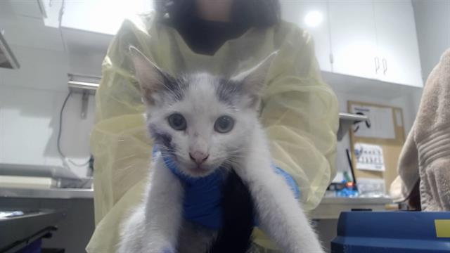 Shelter Stray Male Cat last seen GEARY AND FELL NEAR ST MARYS, 1419 Bryant St, San Francisco, CA 94103, USA