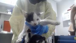 Shelter Stray Male Cat last seen GEARY AND FELL NEAR ST MARYS, 1419 Bryant St, San Francisco, CA 94103, USA