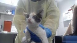Shelter Stray Female Cat last seen GEARY AND FELL NEAR ST MARYS, 1419 Bryant St, San Francisco, CA 94103, USA
