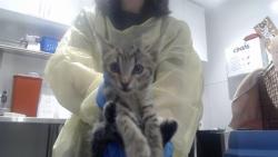 Shelter Stray Male Cat last seen GEARY AND FELL NEAR ST MARYS, 1419 Bryant St, San Francisco, CA 94103, USA