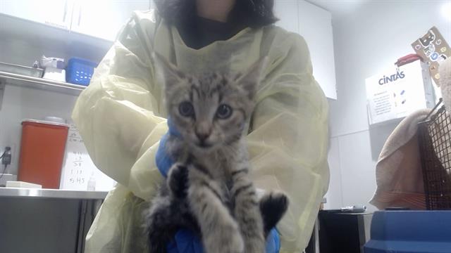 Shelter Stray Male Cat last seen GEARY AND FELL NEAR ST MARYS, 1419 Bryant St, San Francisco, CA 94103, USA