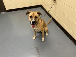Shelter Stray Female Dog last seen Near BLOCK N QUARI ST, DENVER CO 80239, 1241 W Bayaud Ave, Denver, CO 80223, USA