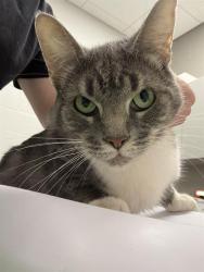 Shelter Stray Female Cat last seen Near, 2600 S Harding St, Indianapolis, IN 46221, USA