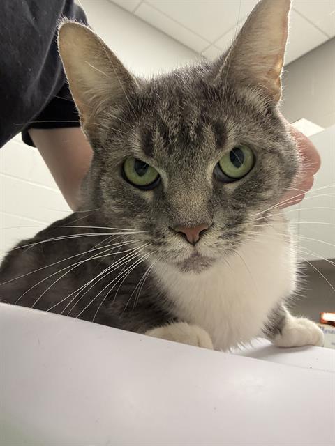 Shelter Stray Female Cat last seen Near, 2600 S Harding St, Indianapolis, IN 46221, USA