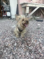 Found/Stray Male Dog last seen Near avenue, Lake Worth, FL 33460