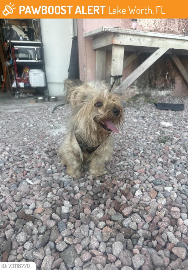 Found/Stray Male Dog last seen Near avenue, Lake Worth, FL 33460