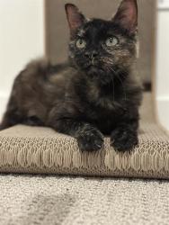 Shelter Stray Female Cat last seen Near BLOCK S 5600 W, WEST VALLEY CITY UT 84120, 4522 W 3500 S, West Valley City, UT 84120, USA