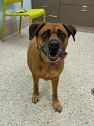 Shelter Stray Female Dog last seen 94TH/RIVERDALE RD, 12155 Park Blvd, Brighton, CO 80601, USA