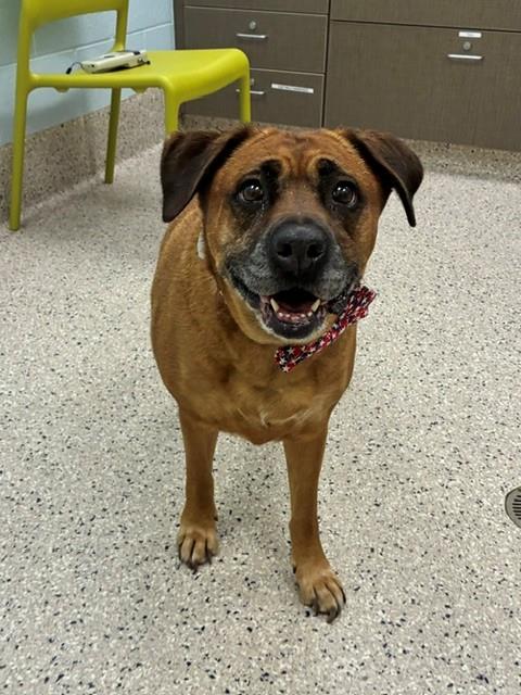 Shelter Stray Female Dog last seen 94TH/RIVERDALE RD, 12155 Park Blvd, Brighton, CO 80601, USA