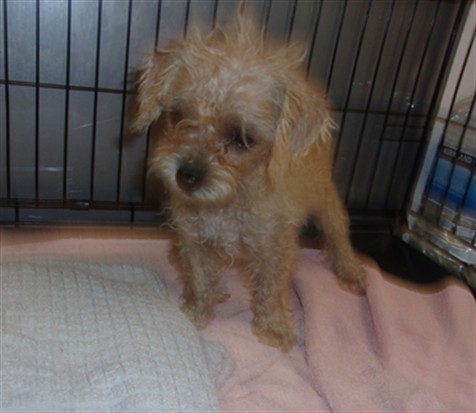 Shelter Stray Female Dog last seen , 14409 Vanowen St, Van Nuys, CA 91405, USA