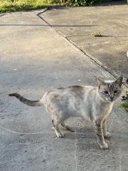 Lost Female Cat last seen Sandmound Blvd, Oakley, CA 94561