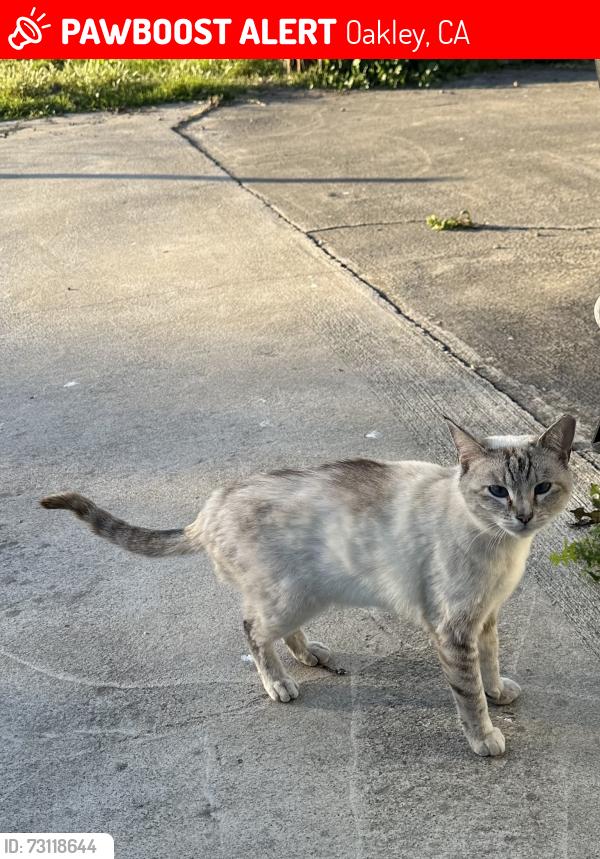 Lost Female Cat last seen Sandmound Blvd, Oakley, CA 94561