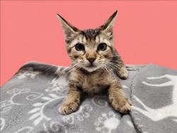 Shelter Stray Female Cat last seen , 1850 W 60th St, Los Angeles, CA 90047, USA