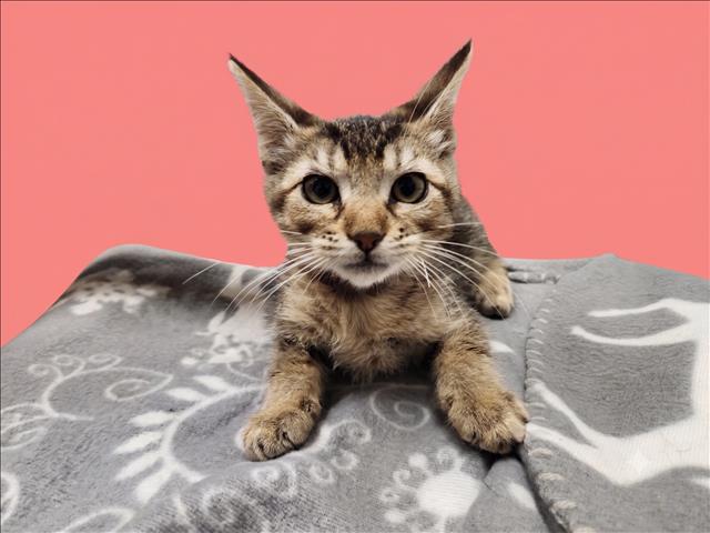 Shelter Stray Female Cat last seen , 1850 W 60th St, Los Angeles, CA 90047, USA