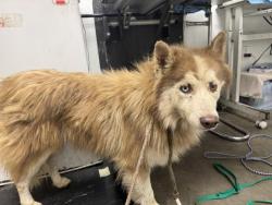 Shelter Stray Male Dog last seen , 1850 W 60th St, Los Angeles, CA 90047, USA