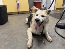 Shelter Stray Male Dog last seen , 1850 W 60th St, Los Angeles, CA 90047, USA