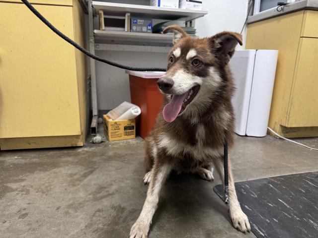 Shelter Stray Female Dog last seen , 1850 W 60th St, Los Angeles, CA 90047, USA