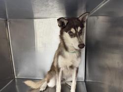 Shelter Stray Male Dog last seen , 1850 W 60th St, Los Angeles, CA 90047, USA