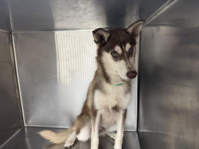 Shelter Stray Male Dog last seen , 1850 W 60th St, Los Angeles, CA 90047, USA