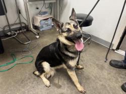 Shelter Stray Female Dog last seen , 1850 W 60th St, Los Angeles, CA 90047, USA