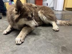 Shelter Stray Female Dog last seen , 1850 W 60th St, Los Angeles, CA 90047, USA