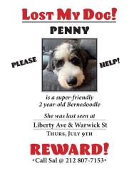 Reunited Female Dog last seen Near Liberty Ave, Brooklyn, NY 11207, USA, Brooklyn, NY 11207