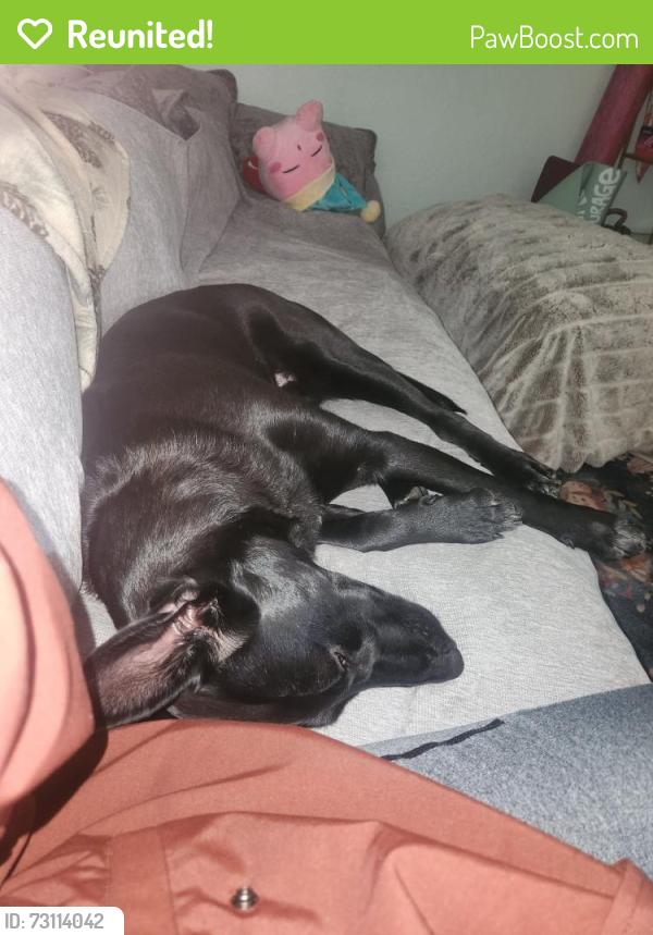Reunited Female Dog last seen Near hwy 99 ste A pmb, Lynnwood wa 98036, Lake Stevens, WA 98258