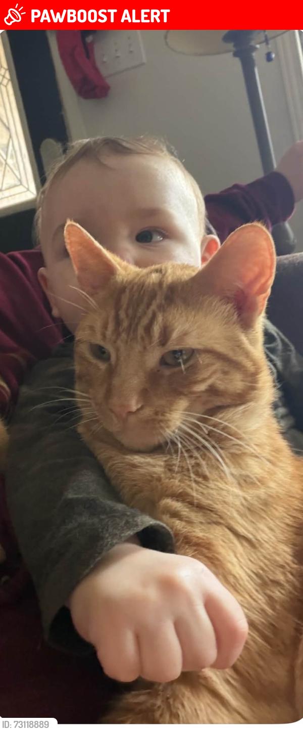 Lost Male Cat last seen Rohallion and Crawford, Kawartha Lakes, ON K0M 2B0