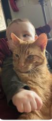 Lost Male Cat last seen Rohallion and Crawford, Kawartha Lakes, ON K0M 2B0