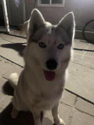 Reunited Male Dog last seen Home, Carson, CA 90745