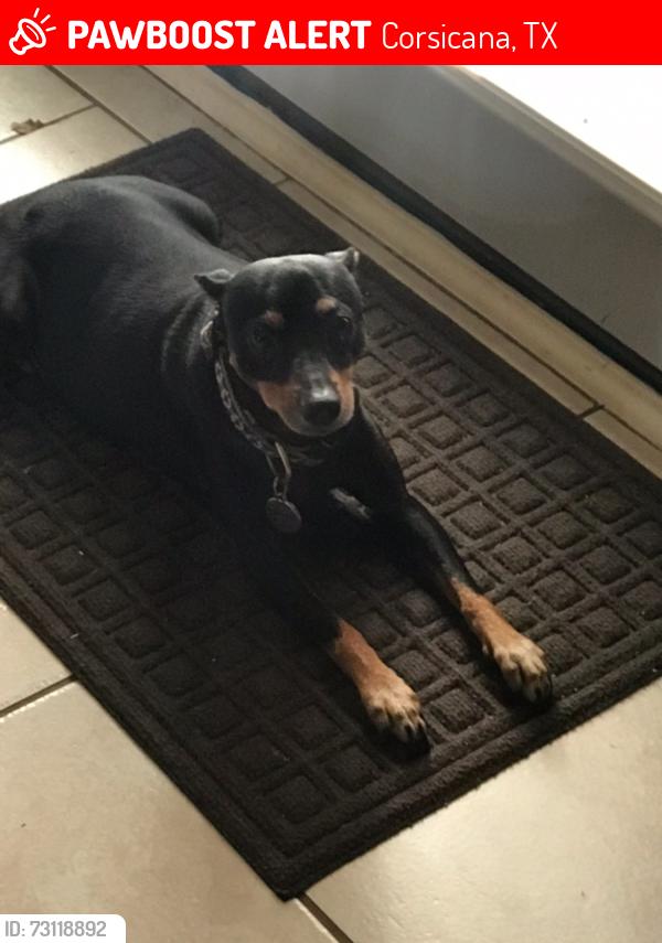 Lost Female Dog last seen Corsicana, Corsicana, TX 75110