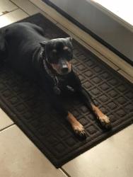 Lost Female Dog last seen Corsicana, Corsicana, TX 75110