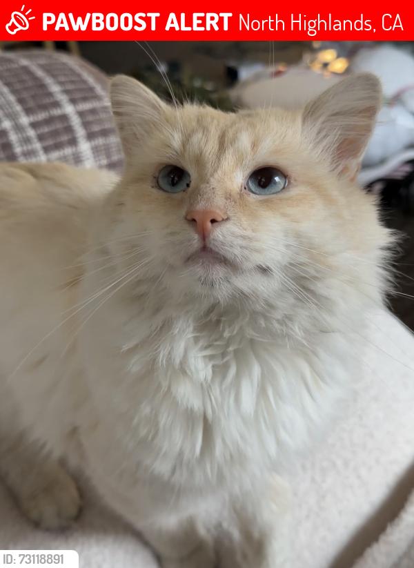 Lost Male Cat last seen North Highlands, North Highlands, CA 95660