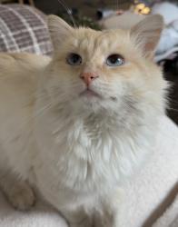 Lost Male Cat last seen North Highlands, North Highlands, CA 95660