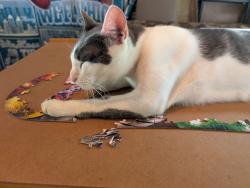Reunited Male Cat last seen Ric raceway, Richmond, VA 23222