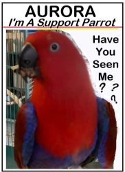 Lost Female Bird last seen East Hwy 94 near gates into Avalon Subdivision & Horseshoe Bend Park entrance on Beaver Lake, Rogers, AR, Benton County, AR 72758