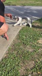 Found/Stray Unknown Dog last seen Redstone Ave, Crestview, FL 32539