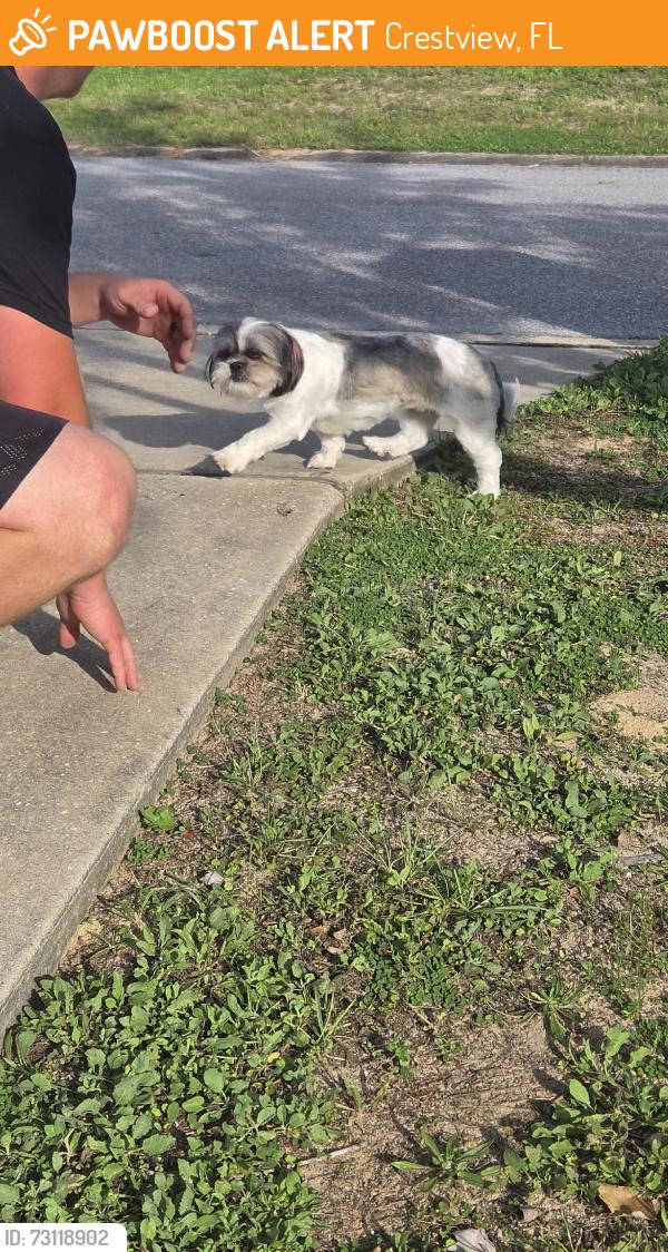 Found/Stray Unknown Dog last seen Redstone Ave, Crestview, FL 32539