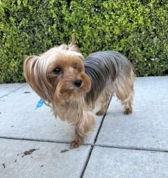 Lost Female Dog last seen Near Daybreeze Dr Rancho Cucamonga CA 91730, Rancho Cucamonga, CA 91730